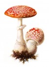 toadstool