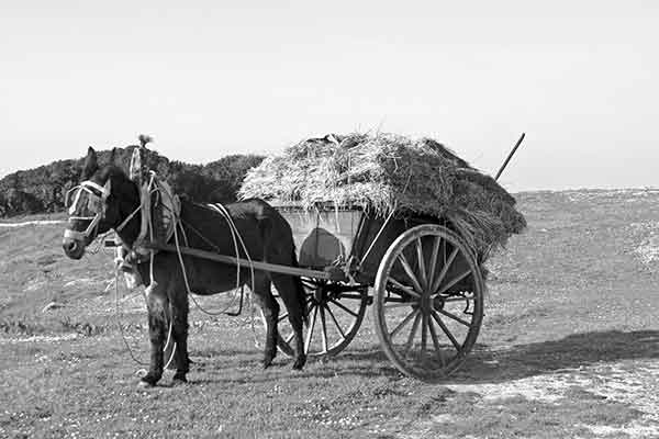 HorseAndCart