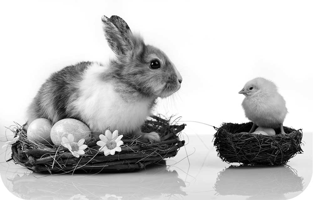 rabbit and chick