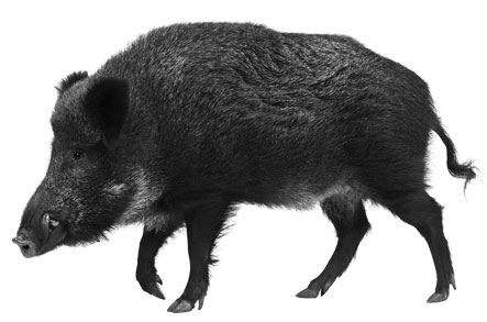 boar